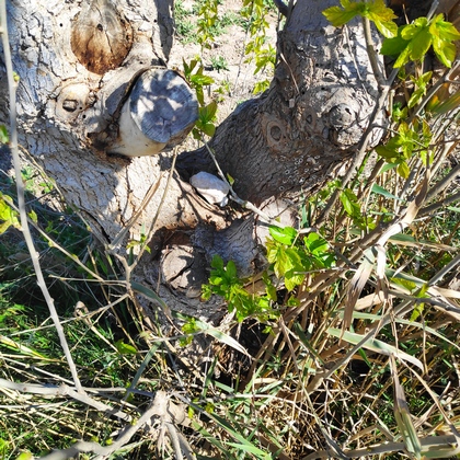 Hidden cache